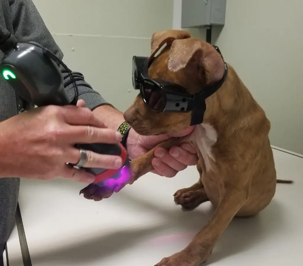 Holistic Veterinary Care