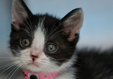 Belize Kitten #3
