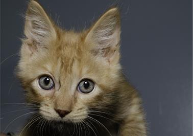 Orange Tundra Kitten #1