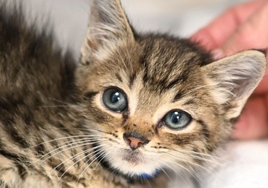 Tahiti Kitten #2