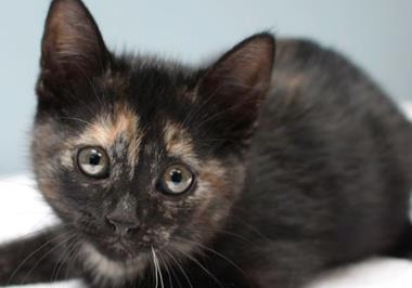 Tourmaline Kitten #2