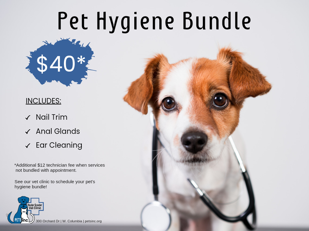 Affordable dog dental store care