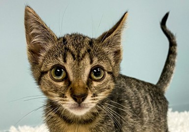 Banshee Kitten .3 - web