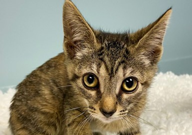 Banshee Kitten .4 - web
