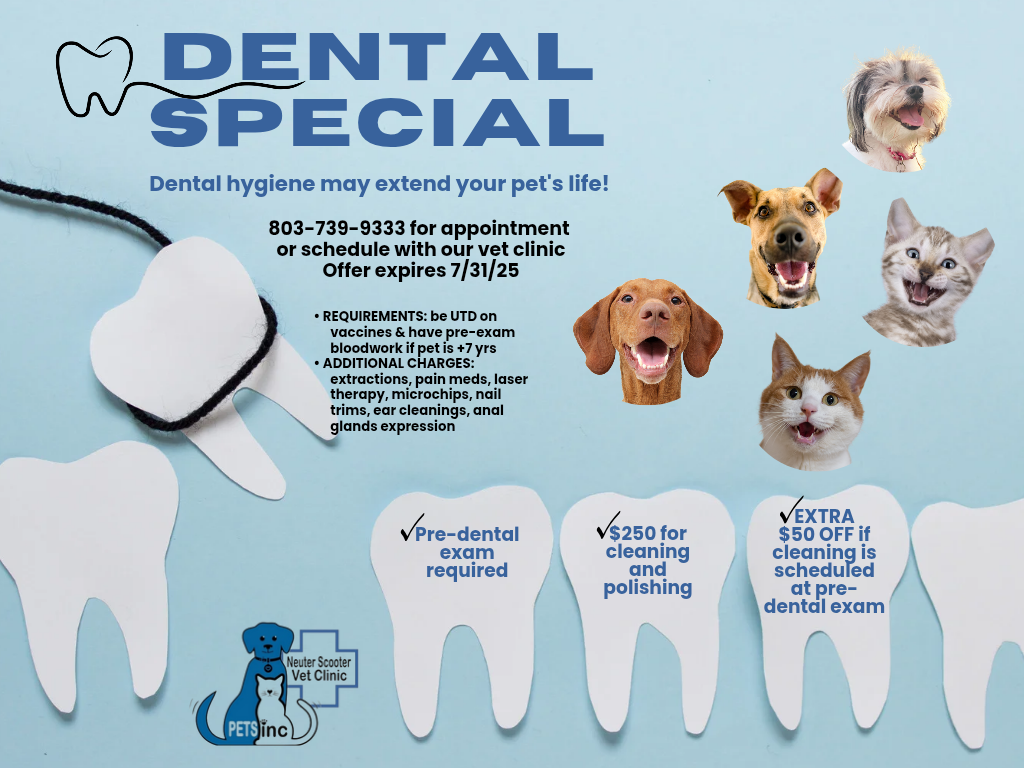 Dental Dental