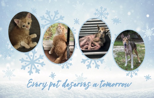Every Pet Deserves a Tomorrow