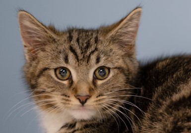 Adopt a Cat near West Columbia