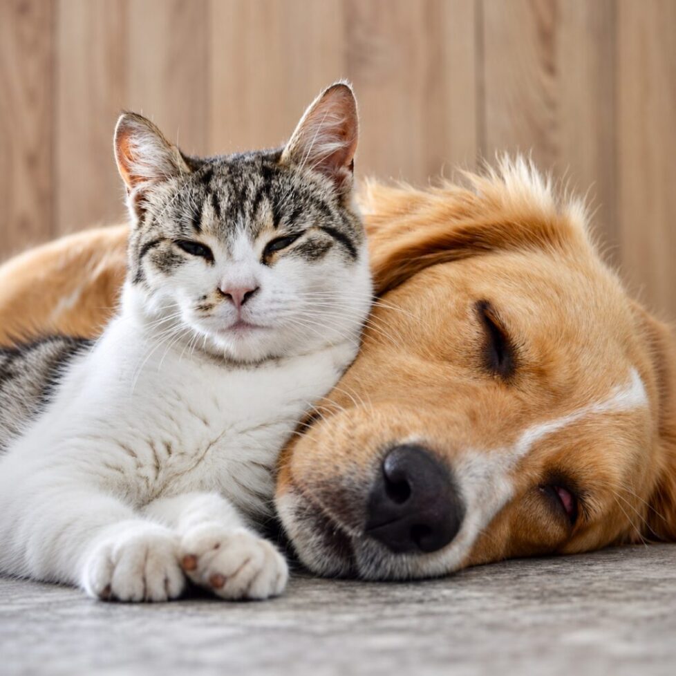 Veterinary Payment Plans